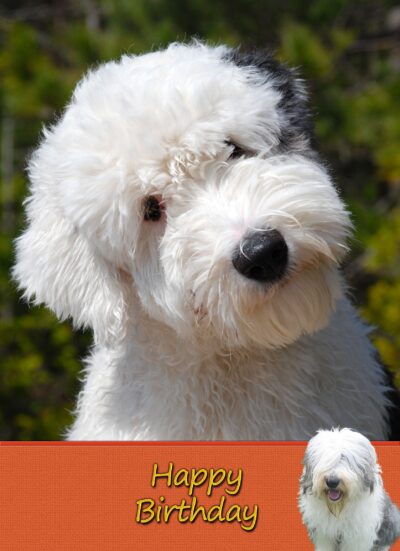 Old English Sheepdog Birthday Card