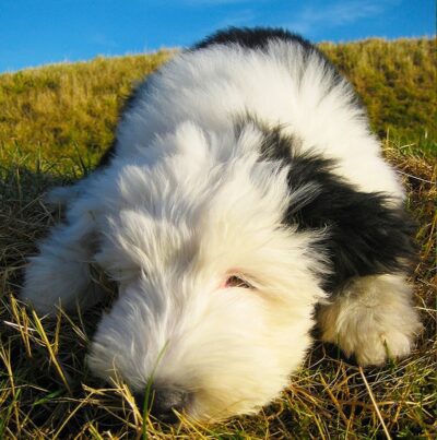 Old English Sheepdog Greeting Card