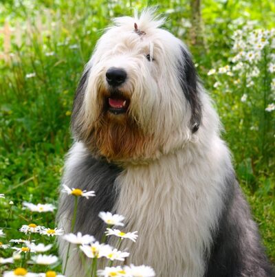 Old English Sheepdog Greeting Card