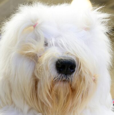 Old English Sheepdog Greeting Card