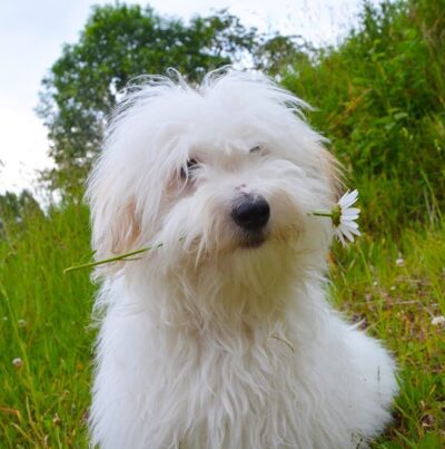 Old English Sheepdog Greeting Card