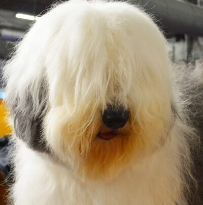 Old English Sheepdog Greeting Card