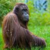 Orangutan Greeting Card