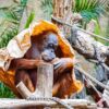 Orangutan Greeting Card
