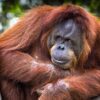 Orangutan Greeting Card