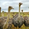 Ostrich Greeting Card