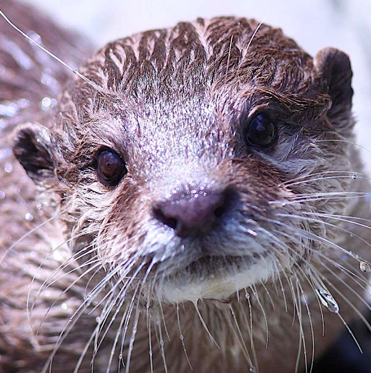 Otter Greeting Card - Otter Greeting Card 15 3 Otter Greeting Card