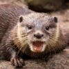 Otter Greeting Card