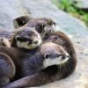 Otter Greeting Card