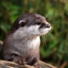Otter Greeting Card