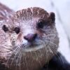 Otter Greeting Card