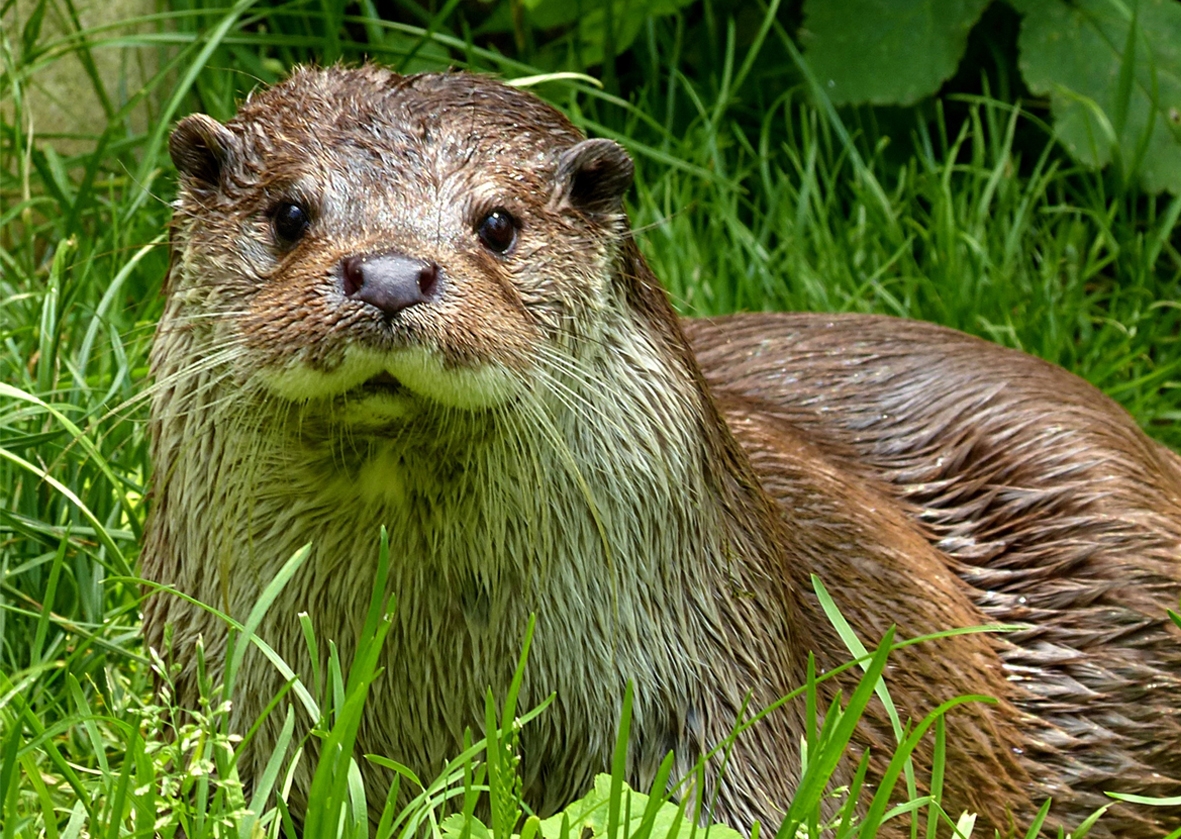 Otter Greeting Card - Otter Greeting Card 5 3 Otter Greeting Card