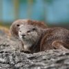 Otter Greeting Card
