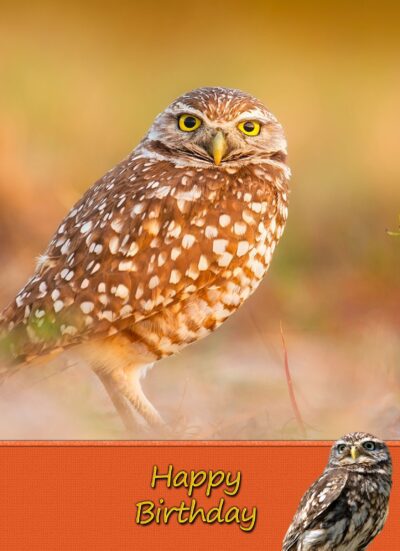 Owl Birthday Card