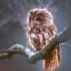 Owl Greeting Card