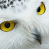 Owl Greeting Card