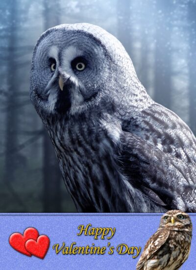 Owl Valentines Day Card