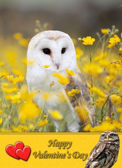 Owl Valentines Day Card