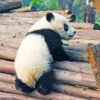 Panda Greeting Card