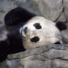 Panda Greeting Card