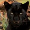 Panther Greeting Card