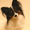 Papillon Greeting Card