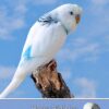 Personalised Budgie Card