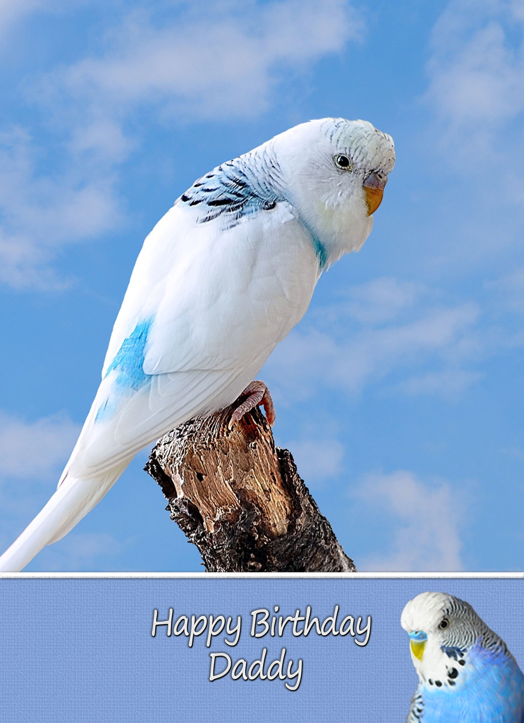 Personalised Budgie Card - Personalised Budgie Card 5 3 Personalised Budgie Card