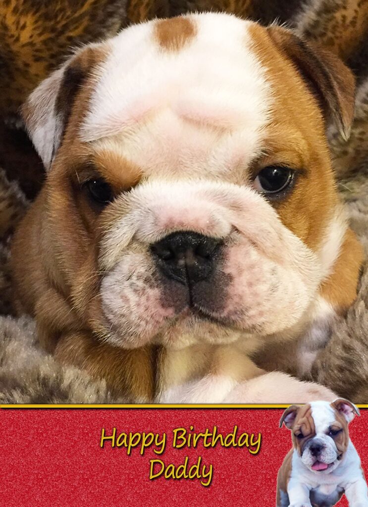Personalised Bulldog Card - Fat Cat Cards