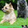 Personalised Cairn Terrier Card