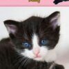 Personalised Cat Card