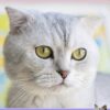 Personalised Cat Card