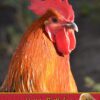 Personalised Chicken Card