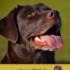 Personalised Chocolate Labrador Card