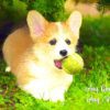 Personalised Corgi Art Greeting Card (Birthday