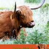 Personalised Cow Card