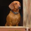 Personalised Dachshund Card