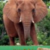 Personalised Elephant Card
