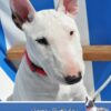 Personalised English Bull Terrier Card