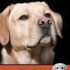 Personalised Golden Labrador Card