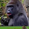 Personalised Gorilla Card