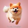 Pomeranian Dog Mothers Day Card For Nan