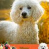 Poodle Mothers Day Card