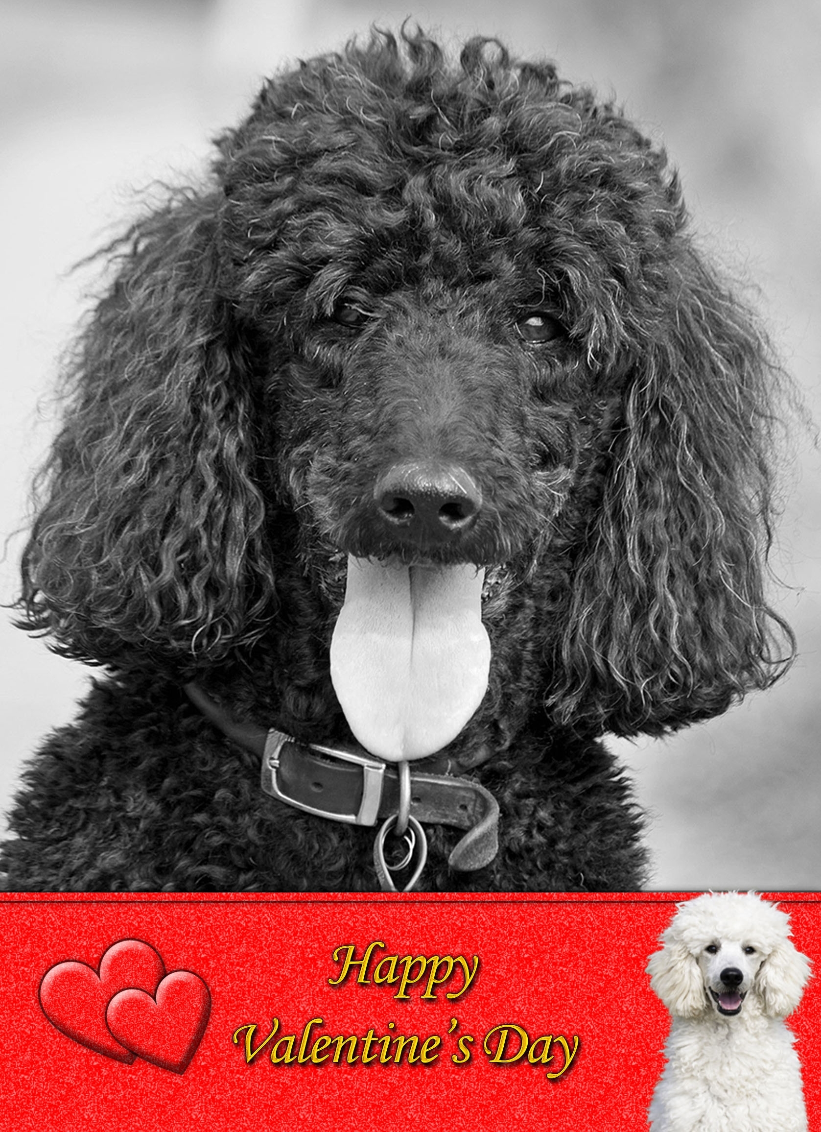 Poodle Valentines Day Card - Poodle Valentines Day Card 1 3 Poodle Valentines Day Card