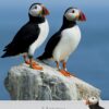 Puffin Birthday Card