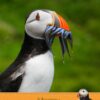 Puffin Birthday Card