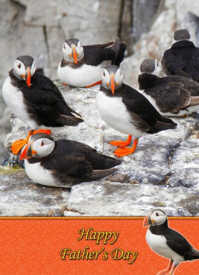 Puffin Fathers Day Card