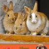 Rabbit Valentines Day Card