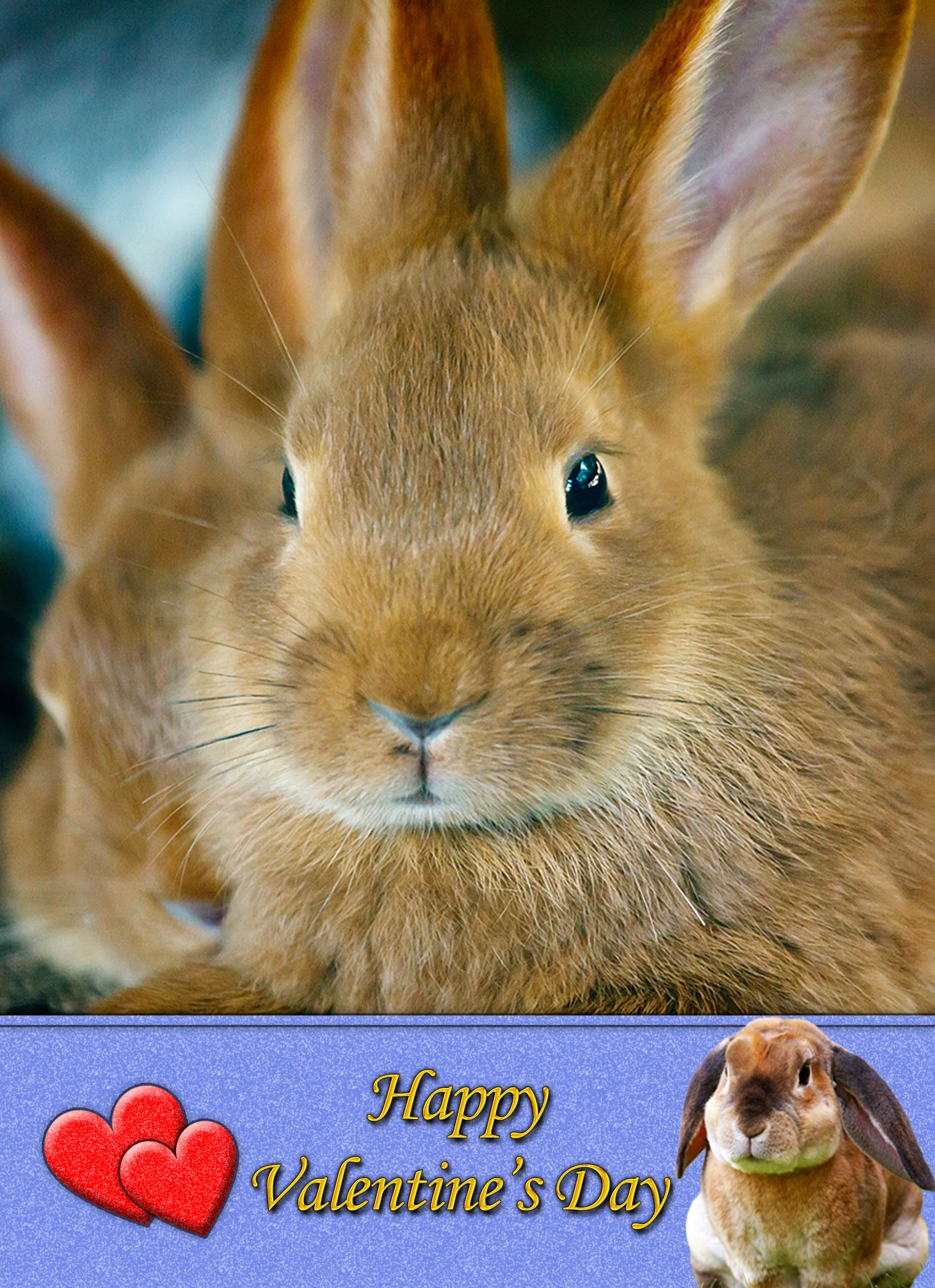 Rabbit Valentines Day Card - Rabbit Valentines Day Card 5 3 Rabbit Valentines Day Card
