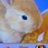 Rabbit Valentines Day Card